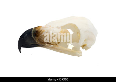 Aquila reale (Aquila chrysaetos) Bird cranio con sfondo bianco Foto Stock