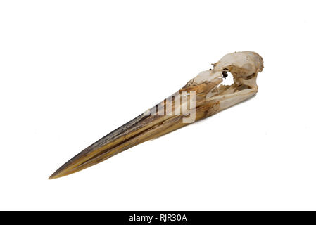 Airone cenerino, Ardea cinerea, cranio bird con sfondo bianco Foto Stock