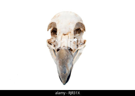 Grifone (Gyps fulvus), Bird cranio con sfondo bianco Foto Stock