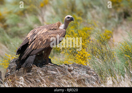 Gruppo di avvoltoio grifone (Gyps fulvus) arroccato sulle rocce con fiori di colore giallo Foto Stock