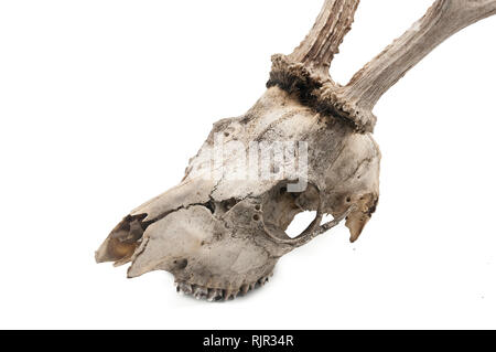 Il capriolo (Capreolus capreolus), mammifero cranio e le corna, sfondo bianco Foto Stock