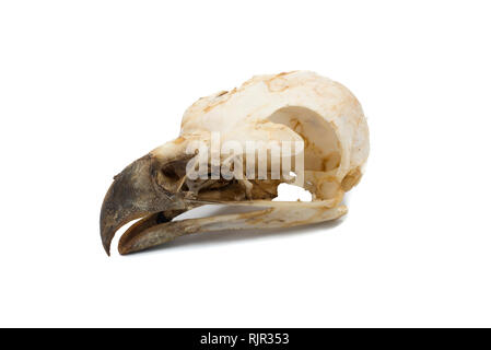 Spanish Imperial Eagle. Aquila adalberti, Bird cranio con sfondo bianco Foto Stock