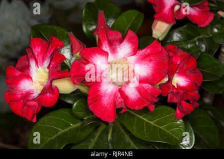 Gruppo di splendidi fiori rossi e bianchi di Adenium obesum, African Desert Rose, sullo sfondo di foglie di verde scuro Foto Stock