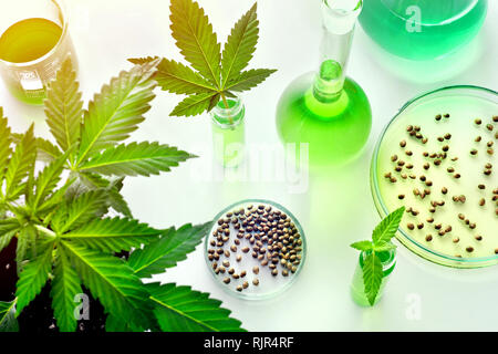 La ricerca scientifica della cannabis medica per uso in medicina, il concetto di biotecnologia Foto Stock