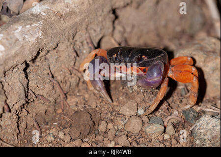 Il granchio di Halloween (Gecarcinus quadratus) nel parco nazionale di Corcovado, Costa Rica Foto Stock