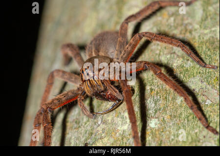 Girovagando spider (Cupiennius coccineus) alimentazione su scarafaggio, Costa Rica Foto Stock