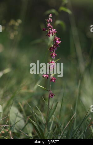 Royal Helleborine (atrorubens bergonii) fioritura in una riserva naturale vicino a Osnabrück, Germania. Foto Stock