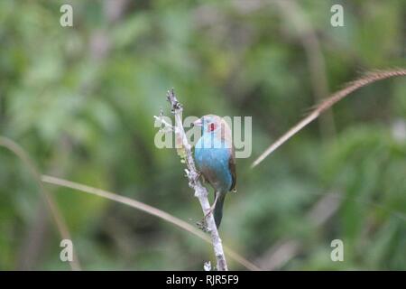Maschio rosso-cheeked Cordon-Bleu (Uraeginthus bengalus) nella boccola-paese a Diani Beach, Kenya Foto Stock
