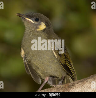 Giovani Lewin's honeyeater, neonata, Meliphaga lewinii, sul ramo di albero in giardino in Australia Foto Stock