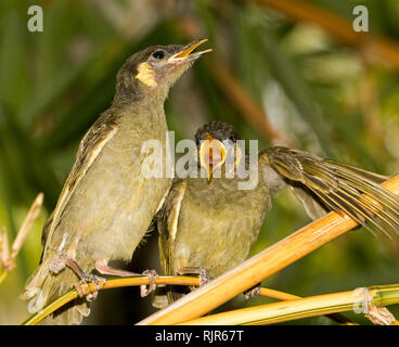 Coppia di giovani Lewin's honeyeaters, uccellini, Meliphaga lewinii, bollette con ampia apertura e ali, attesa, sul ramo di albero, per alimenti da parte dei genitori Foto Stock