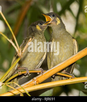 Coppia di giovani Lewin's honeyeaters, uccellini, Meliphaga lewinii, bollette con ampia aperta in attesa, sul ramo di albero, per alimenti da parte dei genitori Foto Stock