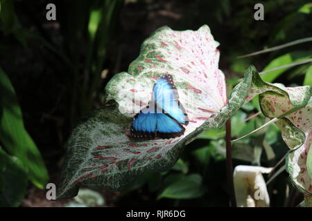 Bella Papillio Ulisse butterfly su una roccia. Foto Stock