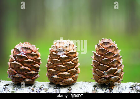 Tre coni del cedro siberiano nella foresta. Foto Stock