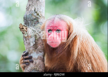 Uakari, rosso di fronte scimmia in Brasile, awayting per qualcuno Foto Stock