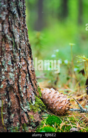 Grumo di cedro siberiano nella foresta sotto agli alberi. Foto Stock