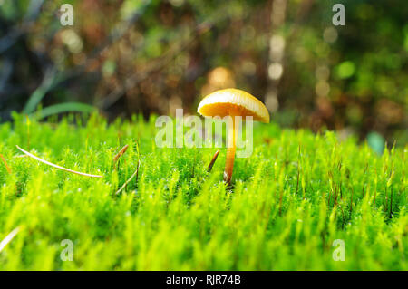 Piccolo fungo in un letto di muschio in una foresta del nord-ovest del pacifico. Foto macro con dettagli Foto Stock