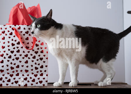 Grigio e bianco gatto tema San Valentino Foto Stock