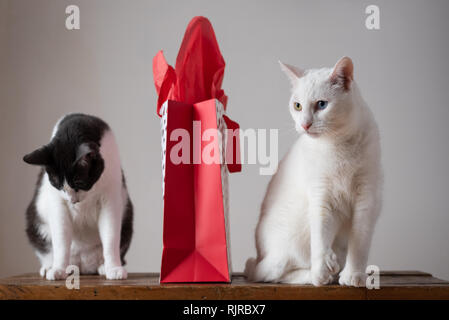 Grigio e bianco gatto tema San Valentino Foto Stock