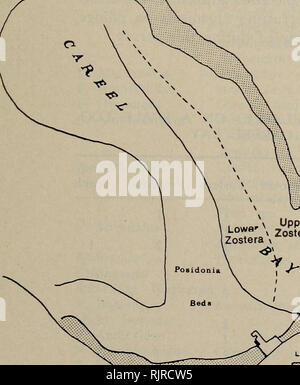 . La Australian zoologo. Zoologia; Zoologia; Zoologia. La fauna della baia CAREEL fango o sabbia e piante associato (se presente) è stato raccolto e fatto passare attraverso un setaccio da 2,0 mm. Nel prelievo dei campioni, solo lo strato superficiale del substrato ad una profondità di 10-20 cm è stato raccolto. Il nuoto veloce e profonda scavando gli animali sono stati probabilmente perse o sottovalutato da questo metodo. Nella zona di Posidonia, un metodo diverso è stato adottato per il mese di giugno e novembre i campioni. I subacquei con SCUBA tirato fuori le piante con i loro sistemi di radice e adesione di fango fino a 9000 cm3 di materiale era stato raccolto. Ancora dieci campioni wer Foto Stock