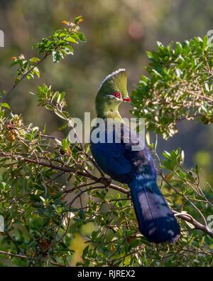 Knysna's Turaco bird seduta nella luce del sole appollaiato in una struttura ad albero che mostra corpo pieno, piumaggio e crest Foto Stock
