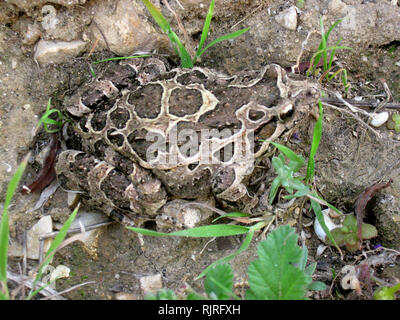 Dipinto di rana (Discoglossus pictus) Foto Stock