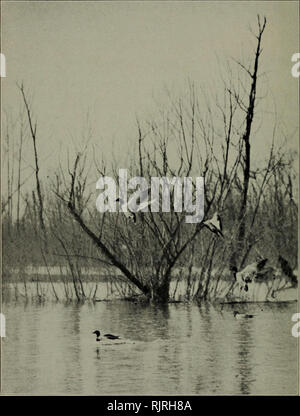 . La Audubon bollettino annuale. Gli uccelli; uccelli. 11 LA AUDUBON bollettino. Foto di H. Vincent Taylor Germani reali sul fiume Illinois. Si prega di notare che queste immagini vengono estratte dalla pagina sottoposta a scansione di immagini che possono essere state migliorate digitalmente per la leggibilità - Colorazione e aspetto di queste illustrazioni potrebbero non perfettamente assomigliano al lavoro originale. Illinois Audubon Society. [Chicago, Ill. ] : La società Foto Stock