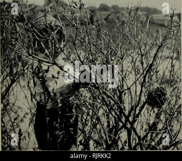 . La Audubon bollettino annuale. Gli uccelli; uccelli. Il fotografo come- SISTANT. Egli serve anche il solo che si erge e trattiene i rami indietro in modo che non vi sarà una vista senza ostacoli per la fotocamera. Trampolieri fuori in acque profonde è un semplice de- coda. Foto di L E. Hildebrand. Si prega di notare che queste immagini vengono estratte dalla pagina sottoposta a scansione di immagini che possono essere state migliorate digitalmente per la leggibilità - Colorazione e aspetto di queste illustrazioni potrebbero non perfettamente assomigliano al lavoro originale. Illinois Audubon Society. [Chicago, Ill. ] : La società Foto Stock