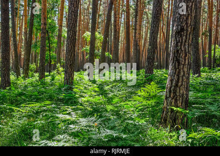 Bella estate sunny paesaggio nella foresta di pini con alte esili Tronchi di conifere, aria pura e fresca e felci verde sul terreno. Majestic n Foto Stock