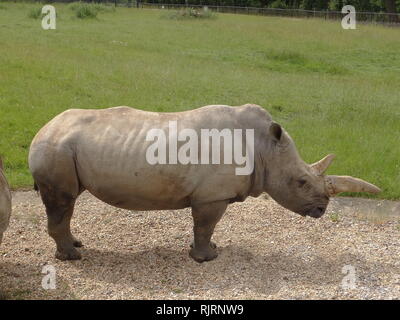Rinoceronte bianco o piazza a labbro rinoceronte (Ceratotherium simum) è il più grande extant specie di rinoceronte. Foto Stock