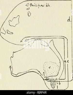 . Australian bird mappe. Uccelli -- Australia. 86 AUSTRALIAN BIRD mappe. Oltre I Australia. Mappa 39 quaglie. a. Brown Quaglia (Synoicus australis) Poco Quaglia (Tumix velox) e altri tiunices. b. Marrone della Tasmania quaglie. c. La stoppia Quaglia (Coturnix pettorale) ( in Australia dipinto di quaglia (Tumix varia) ) e la Tasmania, c' eruzione del c dall'Australia centrale nella siccità. d. Re Quaglia (Excalfactoria chinensis). e. Plain Wanderer (Pedionomus).. Si prega di notare che queste immagini vengono estratte dalla pagina sottoposta a scansione di immagini che possono essere state migliorate digitalmente per la leggibilità - Colorazione e aspetto di questi illu Foto Stock