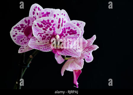 Orchidee rosa di fronte a uno sfondo nero Foto Stock
