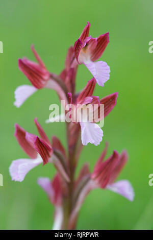 Butterfly orchid, Orchis papilionacea,Matera, Italia, Europa Foto Stock