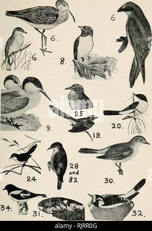 . Australian bird mappe. Uccelli -- Australia. La piastra 1. Si prega di notare che queste immagini vengono estratte dalla pagina sottoposta a scansione di immagini che possono essere state migliorate digitalmente per la leggibilità - Colorazione e aspetto di queste illustrazioni potrebbero non perfettamente assomigliano al lavoro originale. Hall, Robert, 1867-1949. Hobart, Australia : Hall Foto Stock