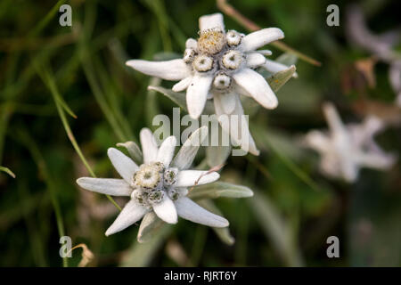 Due Alpen-Edelweiss fiori nella parte anteriore del verde prato Foto Stock