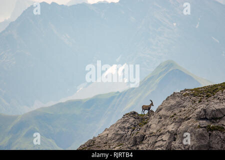 Alpine Ibex nel paesaggio di montagna su Heilbronner Weg Foto Stock