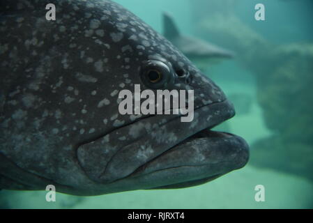 Madrid, Madrid, Spagna. 7 febbraio, 2019. Un esemplare di cernia gigante è visto in un acquario presso lo Zoo di Madrid. Credito: John Milner/SOPA Immagini/ZUMA filo/Alamy Live News Foto Stock