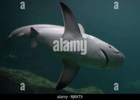 Madrid, Madrid, Spagna. 7 febbraio, 2019. Un squalo è visto in un acquario presso lo Zoo di Madrid. Credito: John Milner/SOPA Immagini/ZUMA filo/Alamy Live News Foto Stock