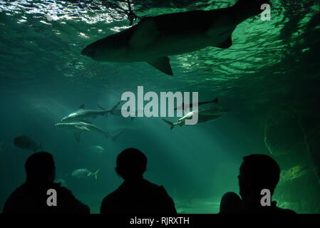 Madrid, Madrid, Spagna. 7 febbraio, 2019. Persone stanno guardando gli squali e pesci in un acquario presso lo Zoo di Madrid. Credito: John Milner/SOPA Immagini/ZUMA filo/Alamy Live News Foto Stock