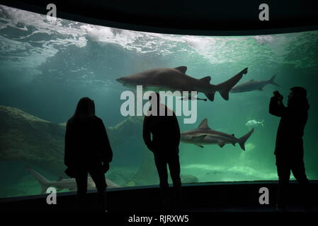 Madrid, Madrid, Spagna. 7 febbraio, 2019. Persone stanno guardando gli squali in un acquario presso lo Zoo di Madrid. Credito: John Milner/SOPA Immagini/ZUMA filo/Alamy Live News Foto Stock