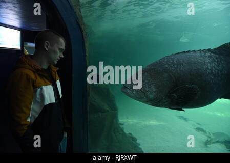 Madrid, Madrid, Spagna. 7 febbraio, 2019. Un uomo è visto guardando una cernia gigante in un acquario presso lo Zoo di Madrid. Credito: John Milner/SOPA Immagini/ZUMA filo/Alamy Live News Foto Stock