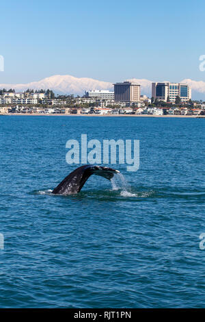 Una giovane balena grigia superfici al largo di Newport Beach in California durante una crociera avvistamento balene durante l'inverno del 2019 con cime Montagne di San Gabriel in background Foto Stock