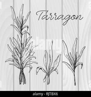 Disegnata a mano il dragoncello. Illustrazione Vettoriale di uno stile di disegno Illustrazione Vettoriale