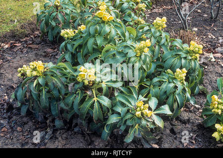 Helleborus argutifolius o veratro Corsica un ardito perenne sempreverde cuscinetto verde pallido fiori in inverno a inizio primavera Foto Stock