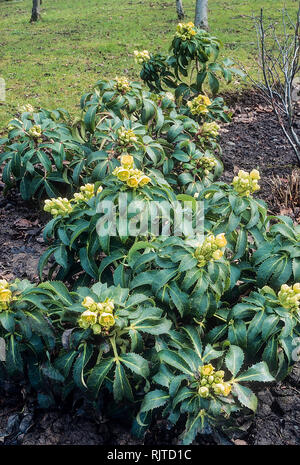 Helleborus argutifolius o veratro Corsica un ardito perenne sempreverde cuscinetto verde pallido fiori in inverno a inizio primavera Foto Stock