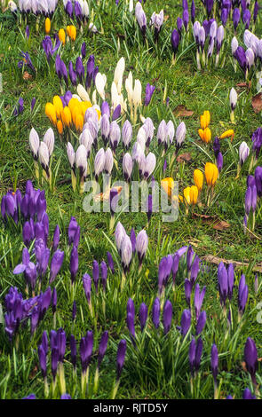 Un sacco di giallo e viola Crocus bianco fiori in massa molla piantare i bulbi e completamente hardy Foto Stock