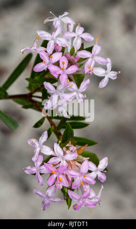 Grappolo di fiori di colore rosa pallido e foglie di colore verde scuro di Pimelea, fiori selvatici Australiano contro il grigio chiaro / sfondo marrone Foto Stock