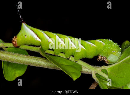 Vivido verde e bianca a strisce caterpillar di ligustro Hawk Moth, Psilogramma casuarinae sulla foglia contro uno sfondo scuro in giardino australiano Foto Stock