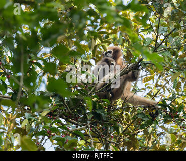 Western Hoolock Gibbon o Hoolock hoolock specie in via di estinzione in Assam India Foto Stock