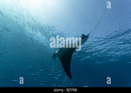 Primo piano del gruppo di pesce con un gigante di manta ray nuoto in esso Foto Stock