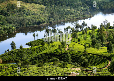Le piantagioni di tè vicino a Munnar Kerala, India - Immagine Foto Stock